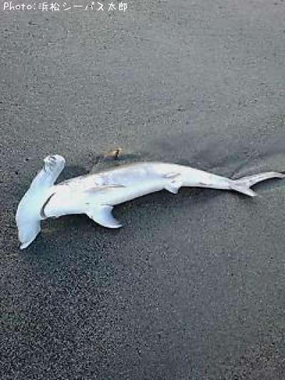 ����⥯����