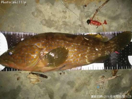 �����ϥ�