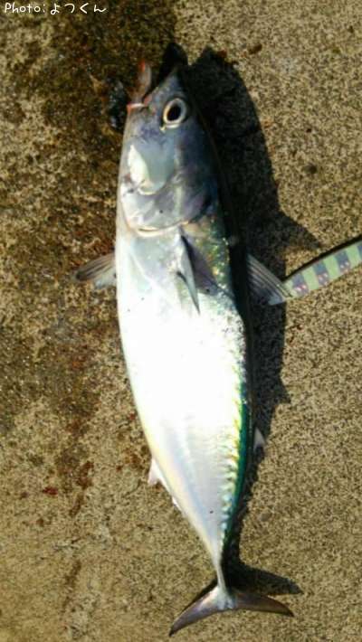 �ҥ饽����