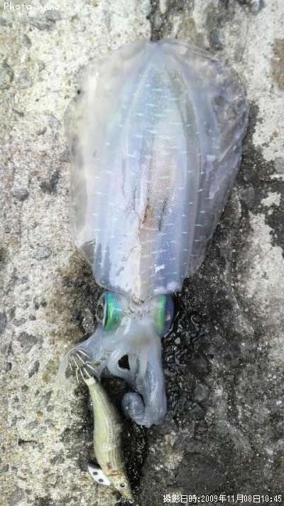 �����ꥤ��