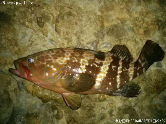 �����ϥ�