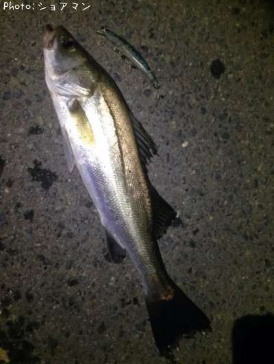 �����Х�