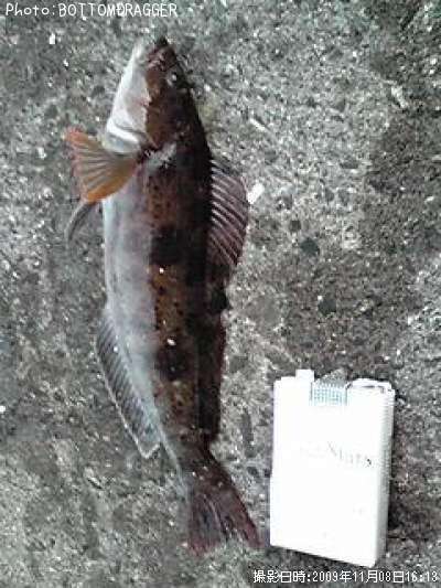 �����ʥ�