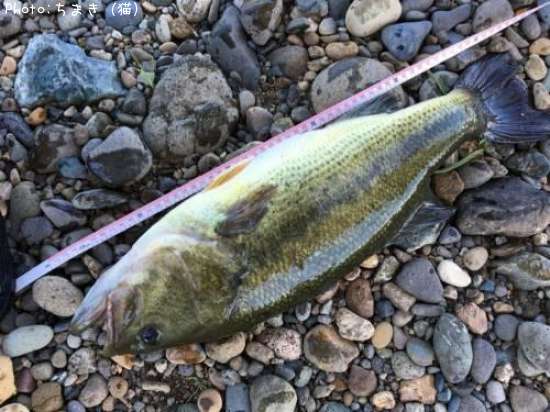 �֥�å��Х�