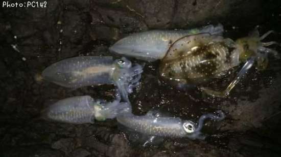 �����ꥤ��