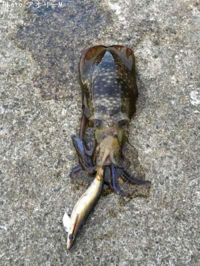 �����ꥤ��