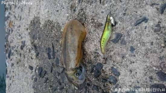 �����ꥤ��