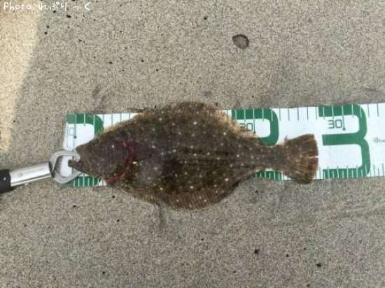 �ҥ��ʥ�����