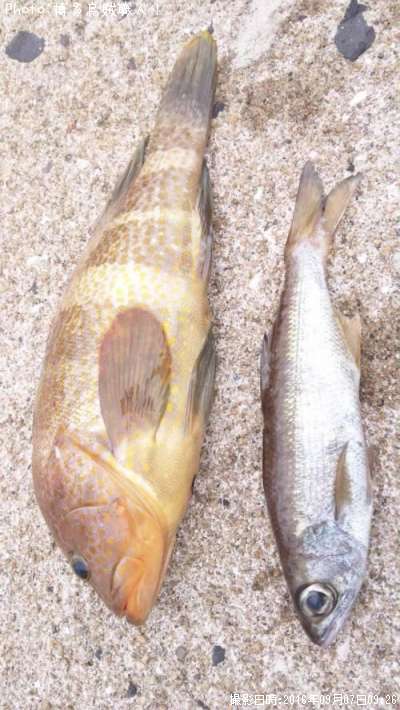 �����ϥ������