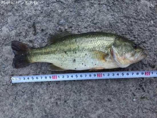 �֥�å��Х�