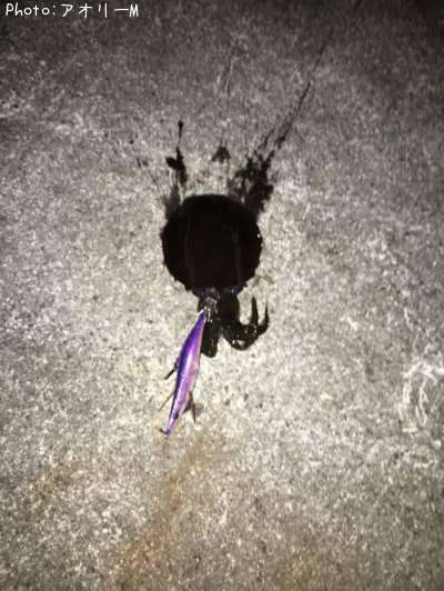 �����ꥤ��