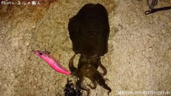 �����ꥤ��