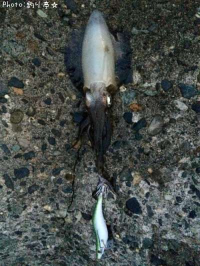 �����ꥤ��