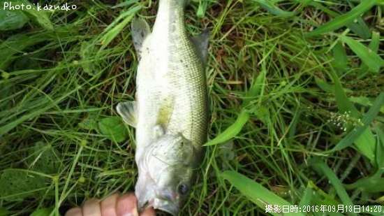 �֥�å��Х�