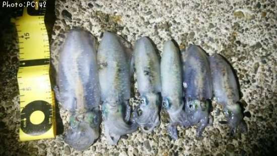 �����ꥤ��