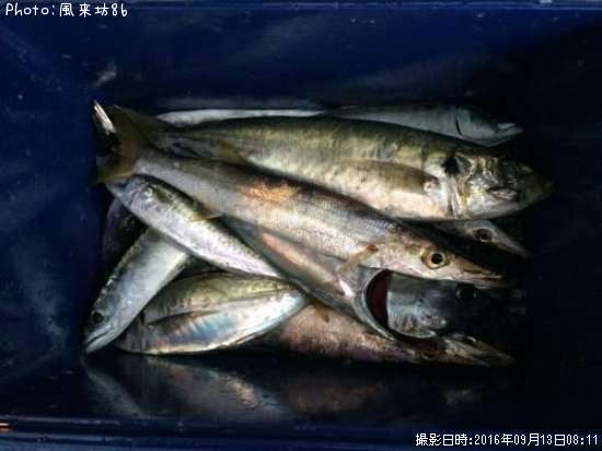 �ĥ��������������֥��ޥ���