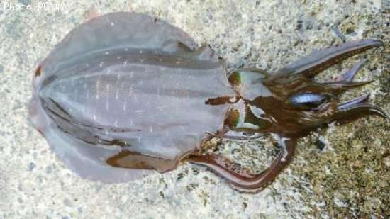 �����ꥤ��