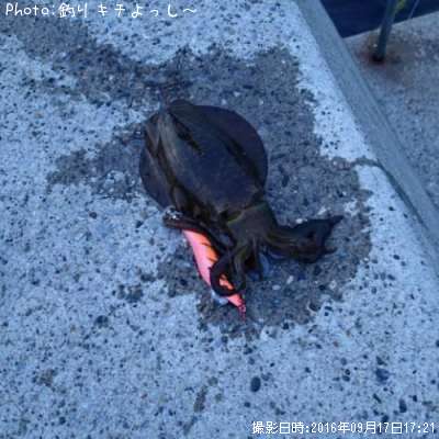 �����ꥤ��