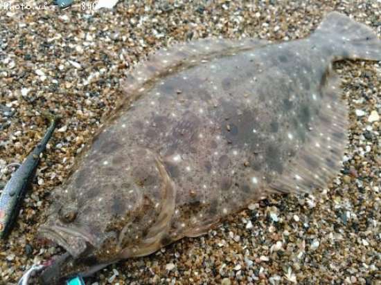 �ҥ��ʥ�����