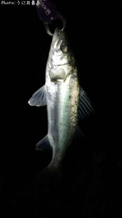 �����Х�