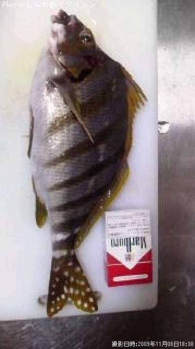 �����Υϥ���