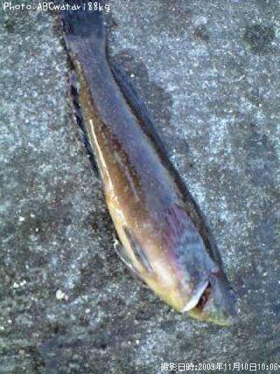 �����ʥ�