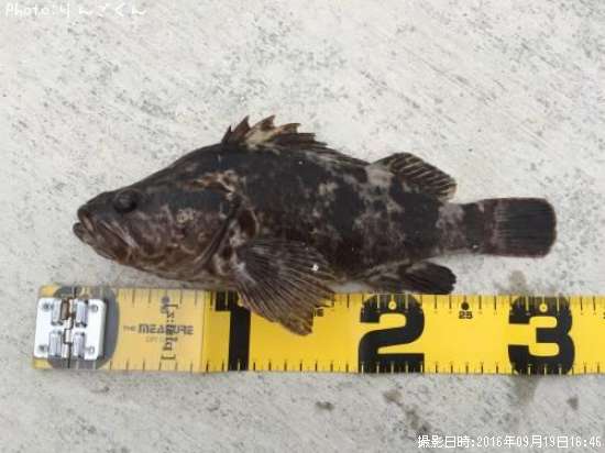 �٥å�������