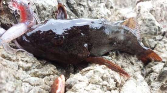 �����ʥ�