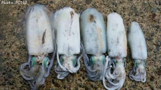 �����ꥤ��