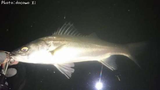 �����Х�