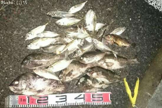 �����祦�������᥸�ʡ���������Ф�