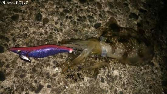 �����ꥤ��