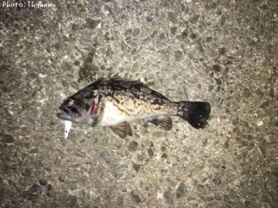 ���ӥ����ܥ���ƨ��