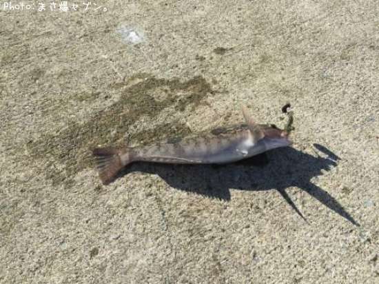 �����ʥ�