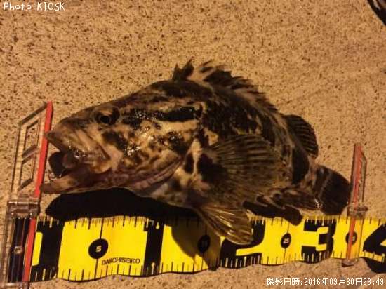 �٥å�������