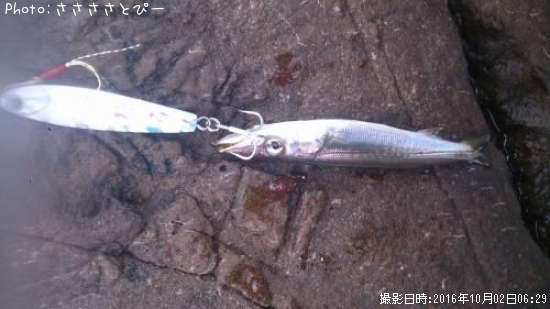 ���ޥ�������