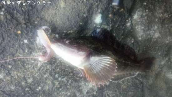 �����ʥ�