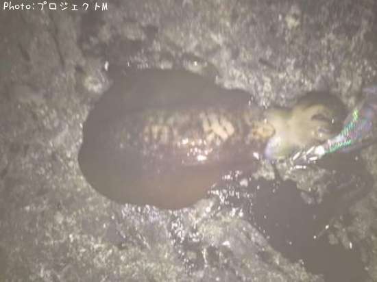 �����ꥤ��