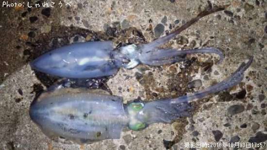 �����ꥤ��