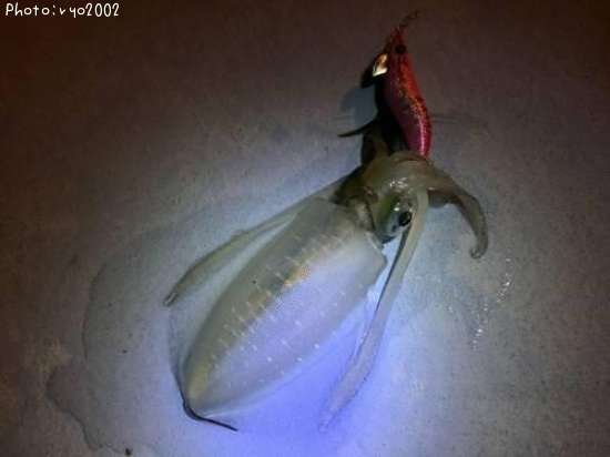 �����ꥤ��