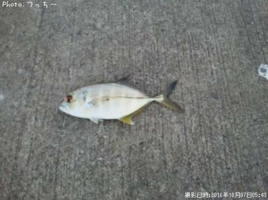 ���󥬥ᥢ��