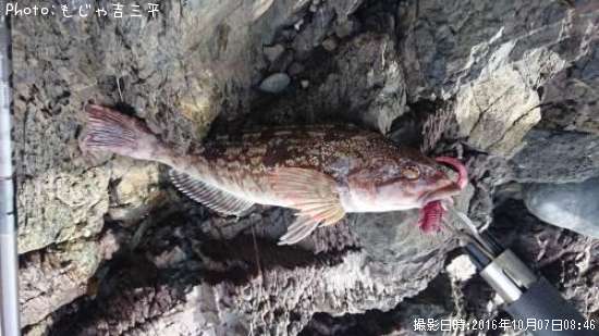 �����ʥ�