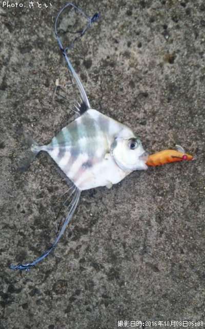 ���ȥҥ�����