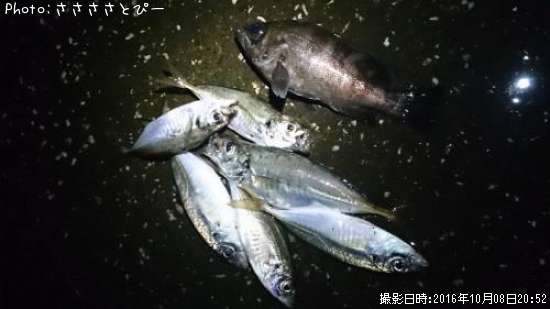 ��������Х�