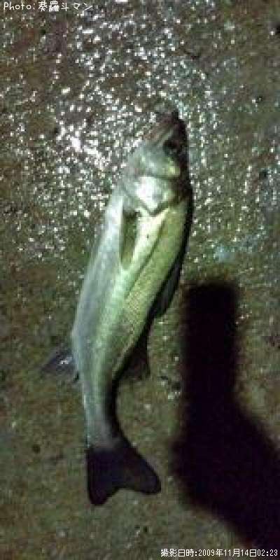 �����Х�