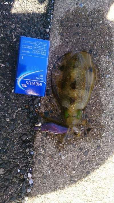 �����ꥤ��