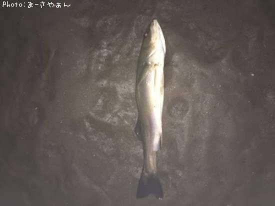 �����Х�