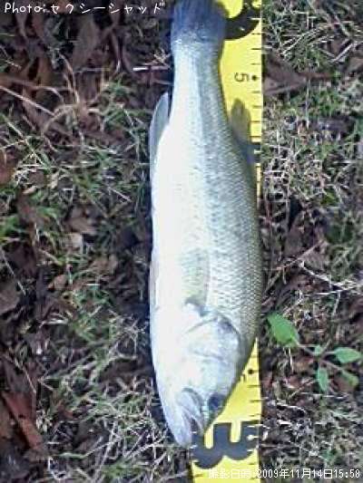 �֥�å��Х�