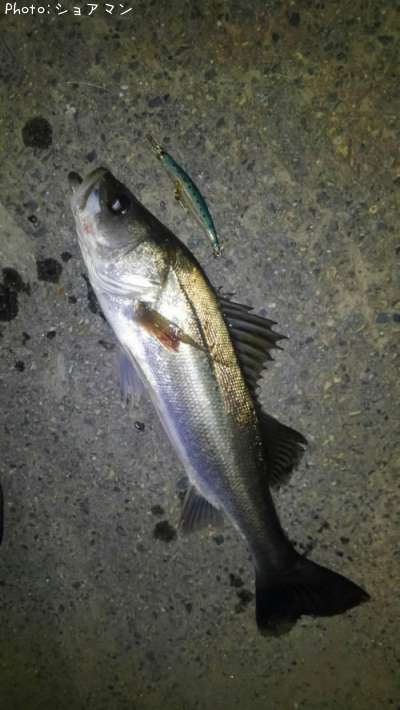 �����Х�