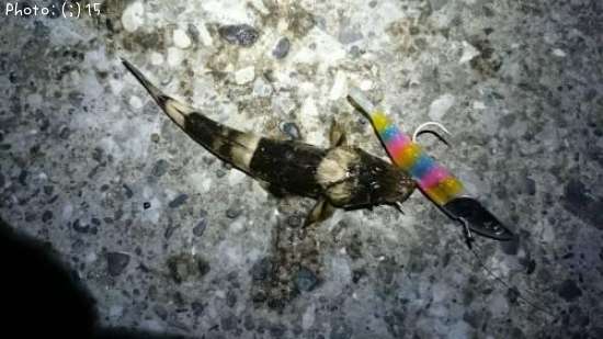 �ʤ˥ޥ�������